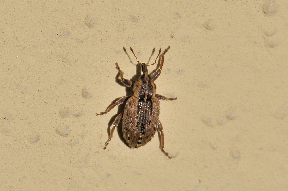 Hypera postica